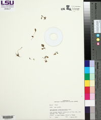 Ophioglossum crotalophoroides image