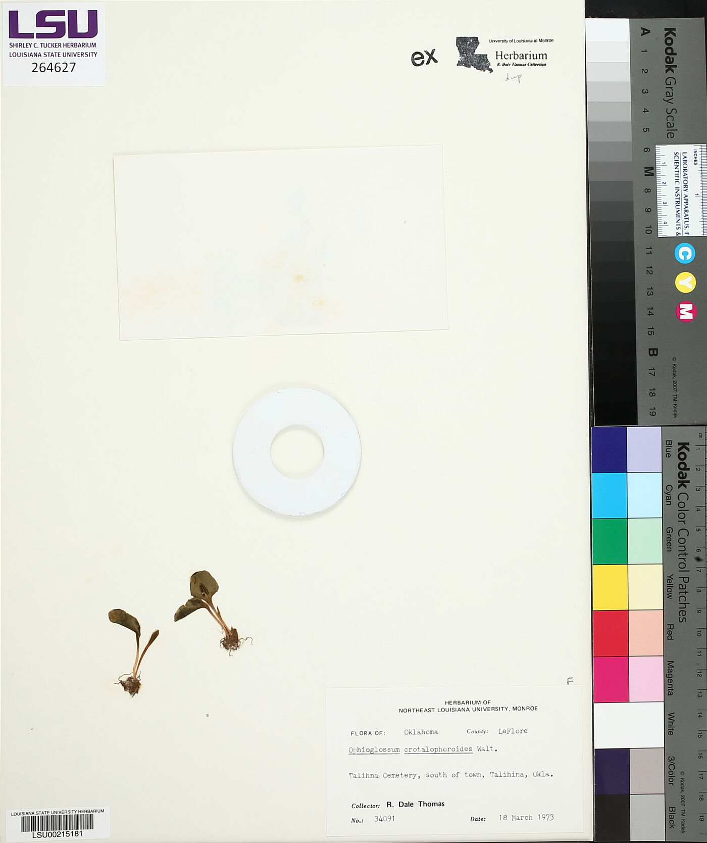 Ophioglossum crotalophoroides image