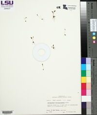 Ophioglossum crotalophoroides image