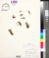 Selaginella arenicola var. riddellii image