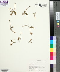 Ophioglossum crotalophoroides image