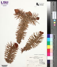 Cunninghamia lanceolata image