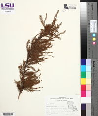 Taxodium distichum image