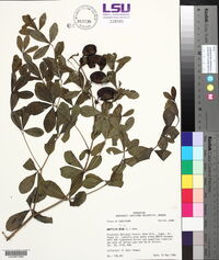 Baptisia alba image