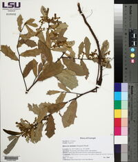 Quercus minima image