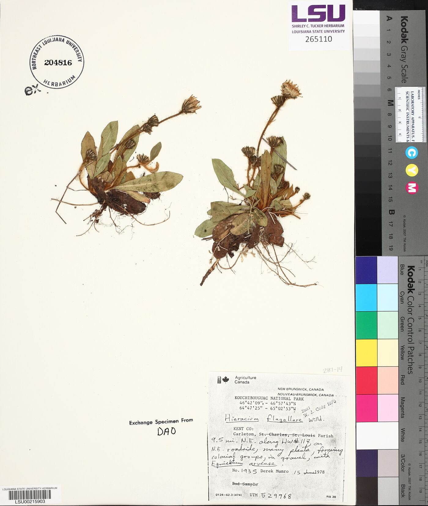 Hieracium × flagellare image