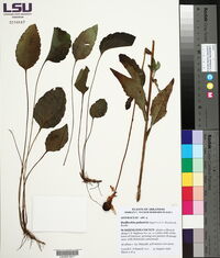 Rudbeckia palustris image