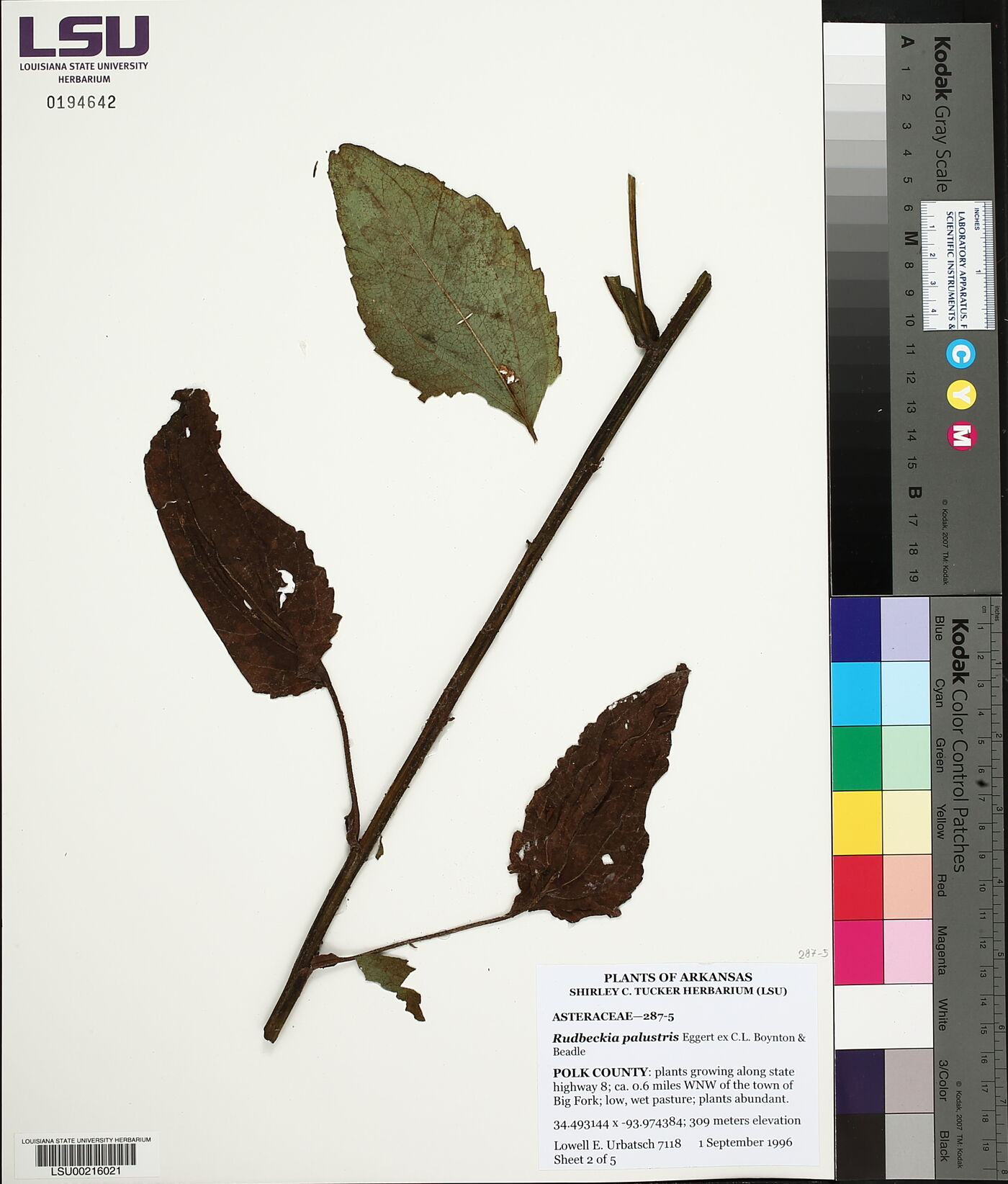 Rudbeckia palustris image