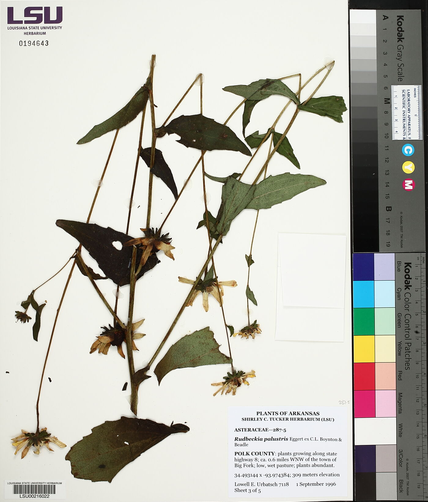Rudbeckia palustris image