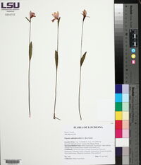 Pogonia ophioglossoides image