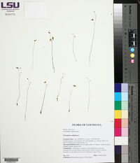 Utricularia subulata image