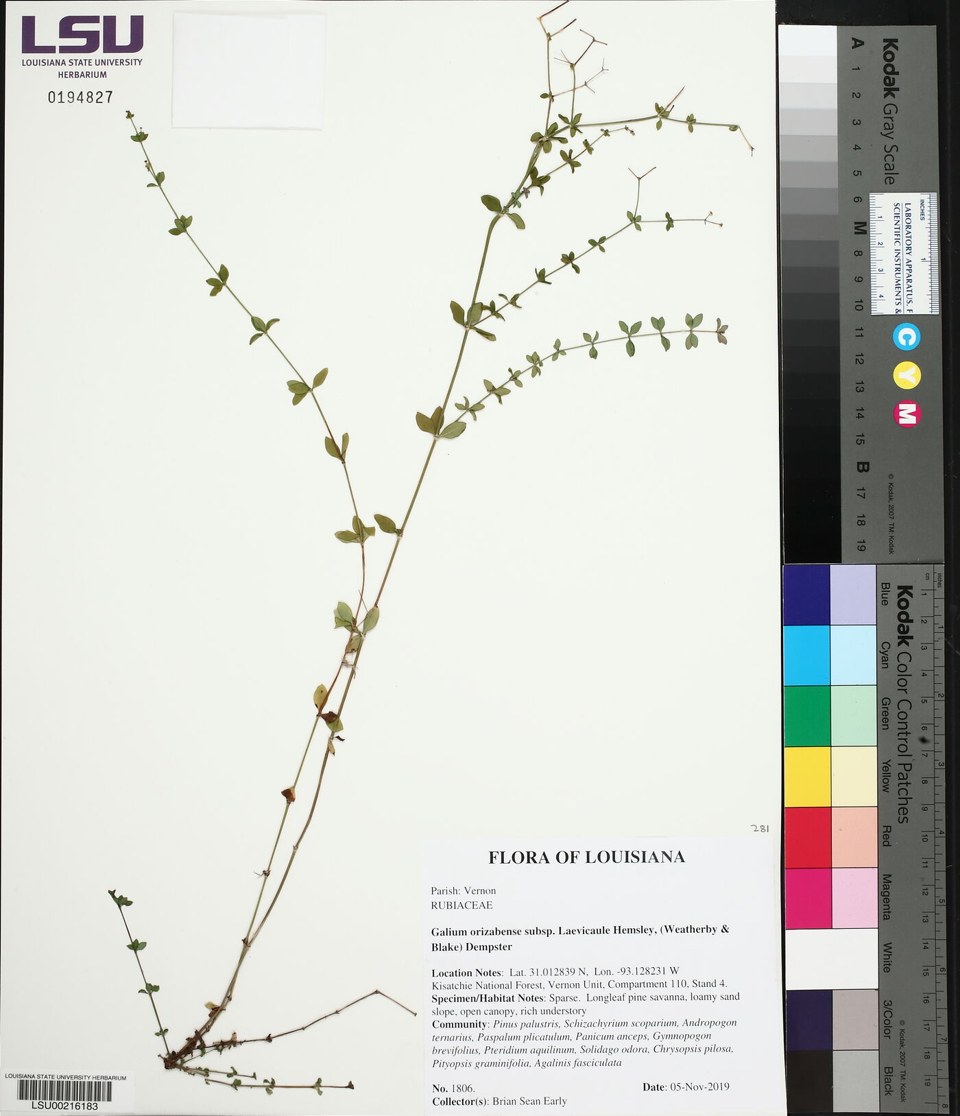 Galium orizabense subsp. laevicaule image