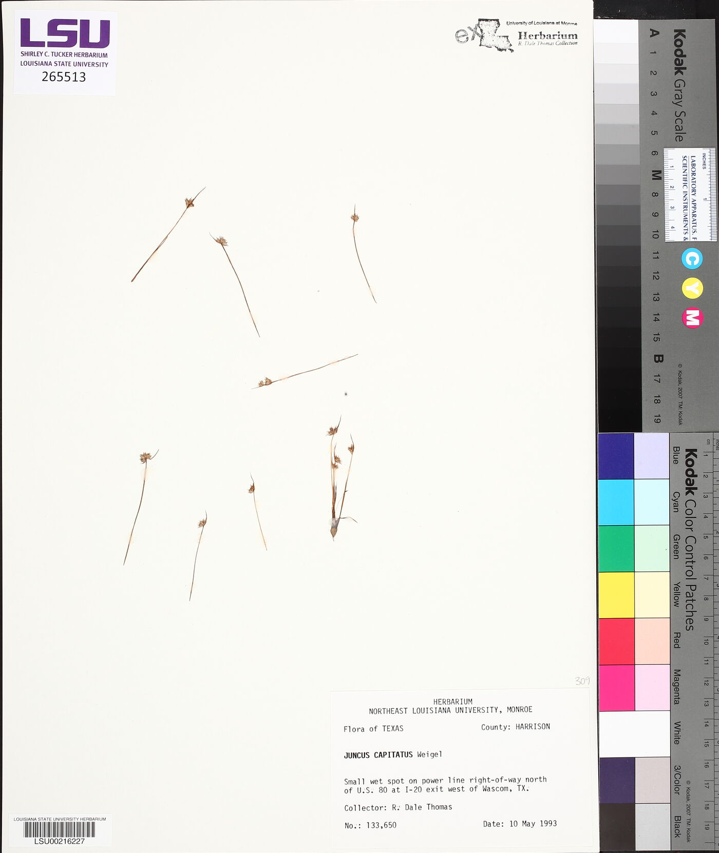 Juncus capitatus image