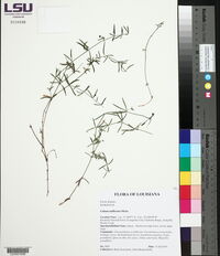 Galium uniflorum image