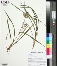 Tradescantia hirsutiflora image