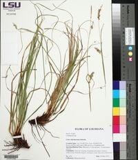 Carex cherokeensis image