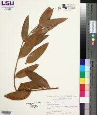 Agathis macrophylla image