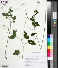 Desmodium obtusum image