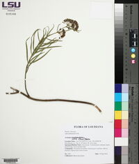 Asclepias longifolia image