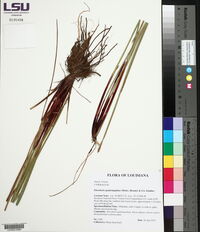 Eleocharis quadrangulata image