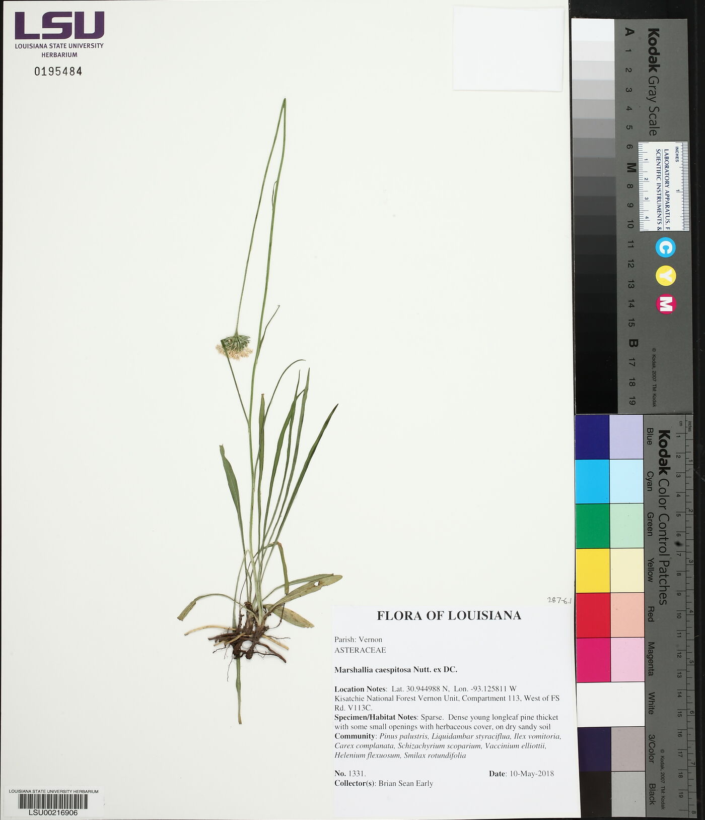 Marshallia caespitosa image
