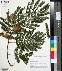 Albizia julibrissin image