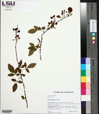 Rubus flagellaris image