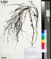 Seymeria cassioides image
