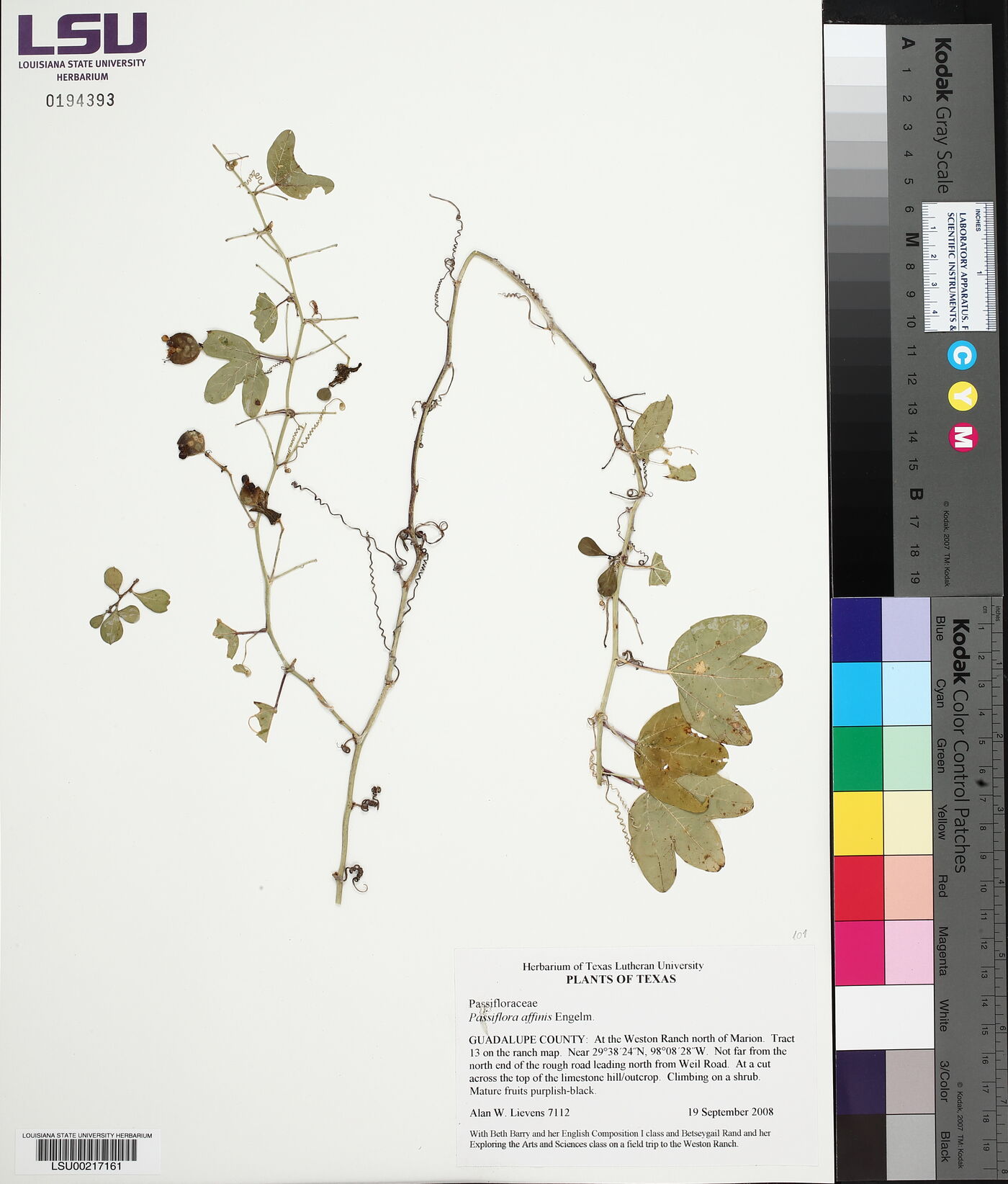 Passiflora affinis image