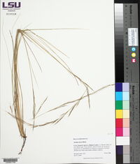 Aristida stricta image