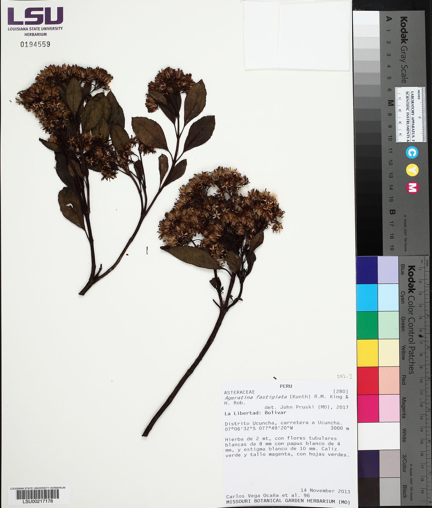 Ageratina fastigiata image