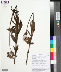 Image of Calea mediterranea