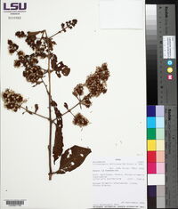 Critoniopsis boliviana image