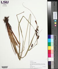 Carex glaucescens image