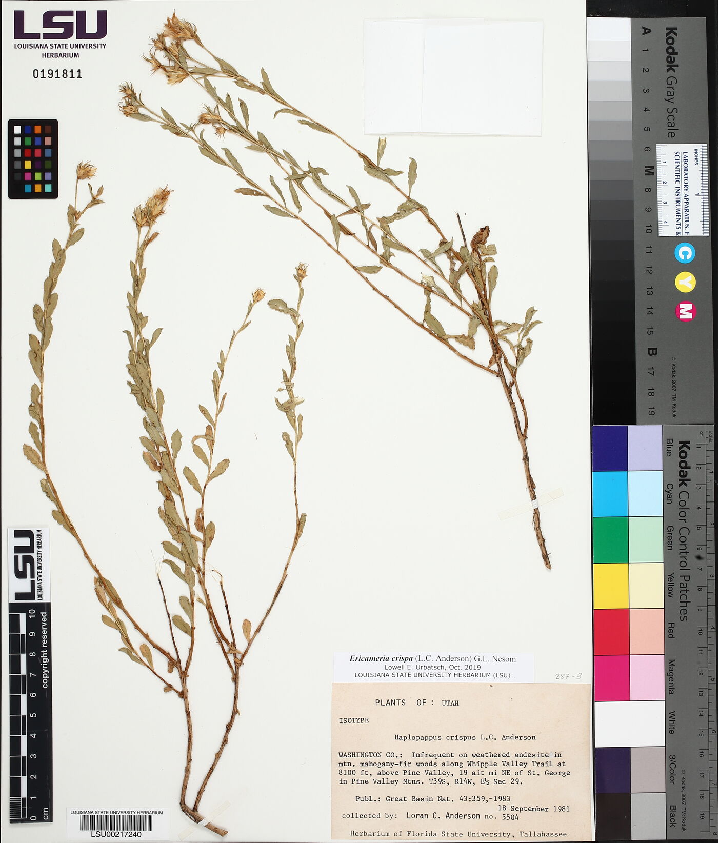 Ericameria crispa image
