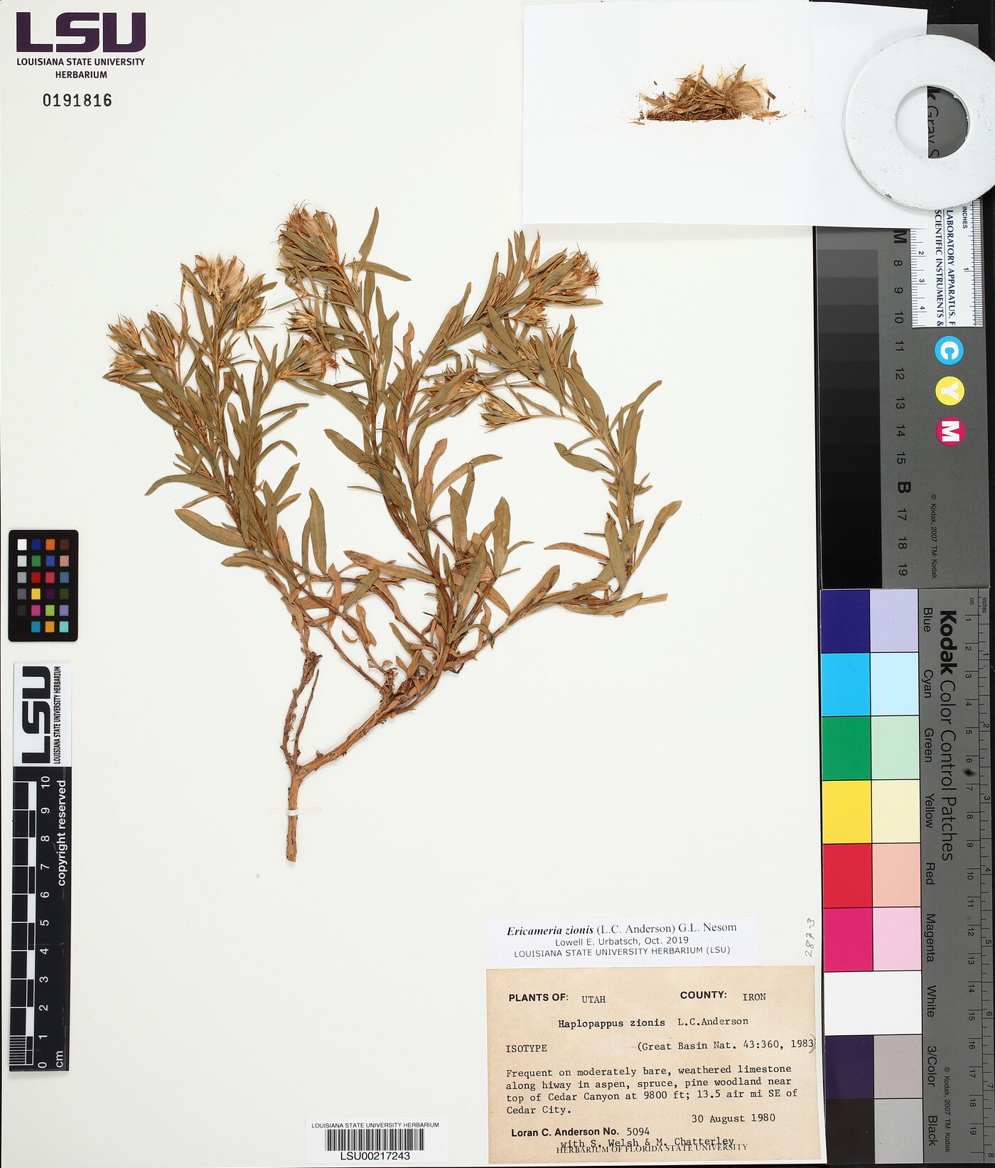 Ericameria zionis image