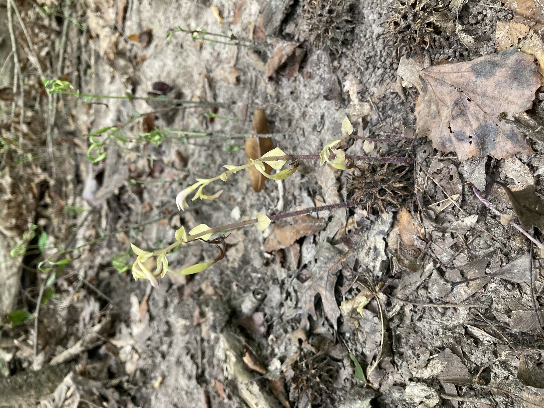 Triphora trianthophoros subsp. trianthophoros image