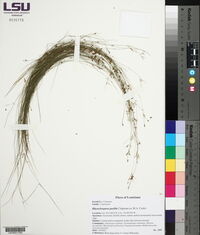 Rhynchospora pusilla image