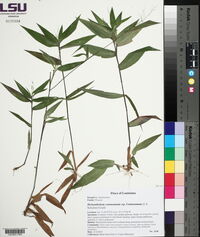 Dichanthelium commutatum subsp. commutatum image