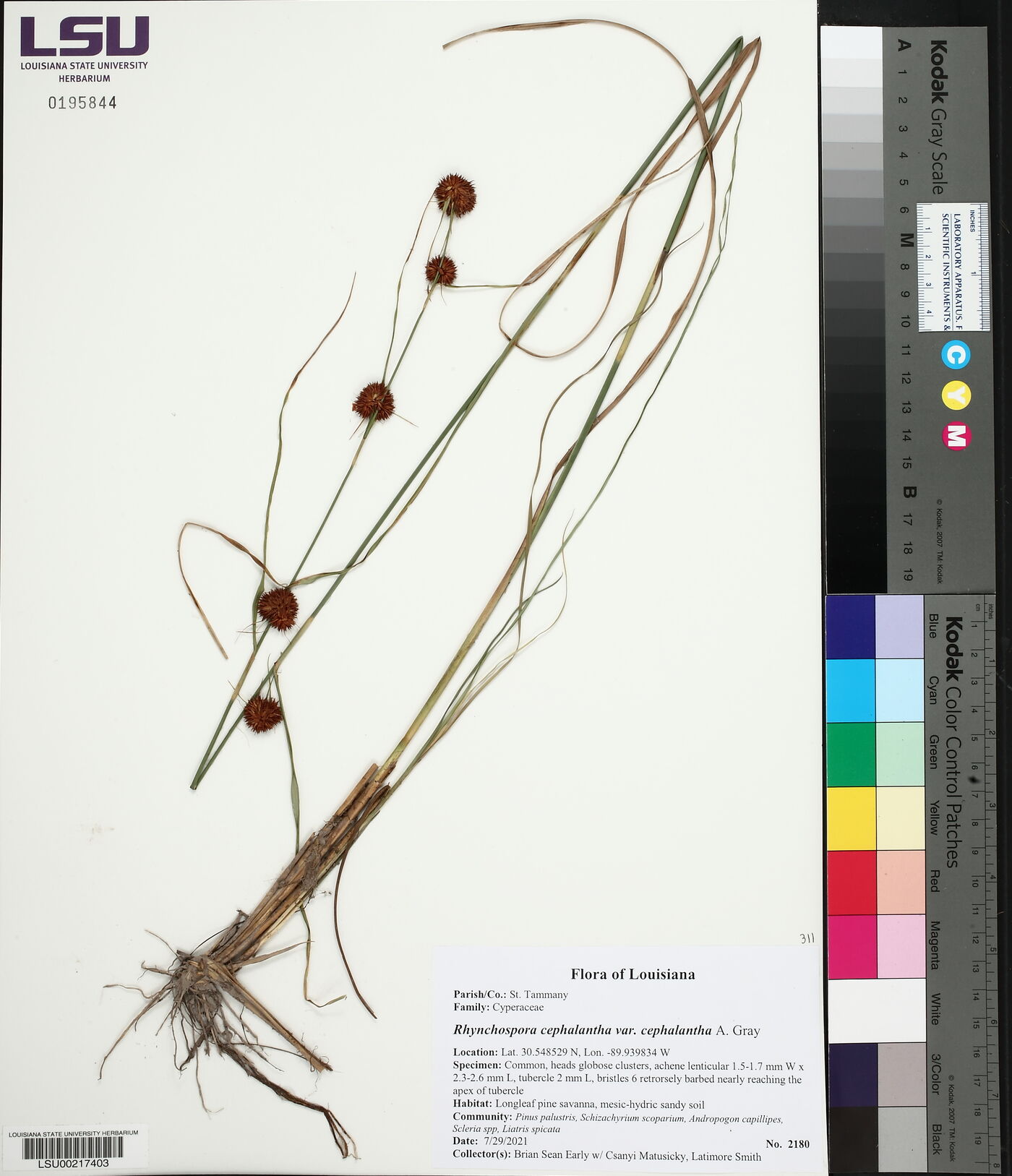 Rhynchospora cephalantha var. cephalantha image
