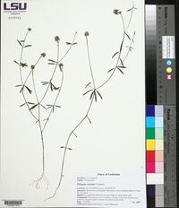 Polygala cruciata image