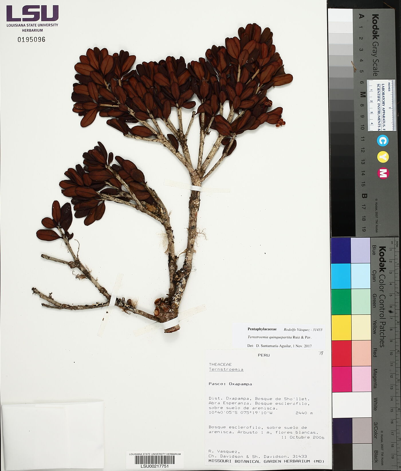 Ternstroemia quinquepartita image