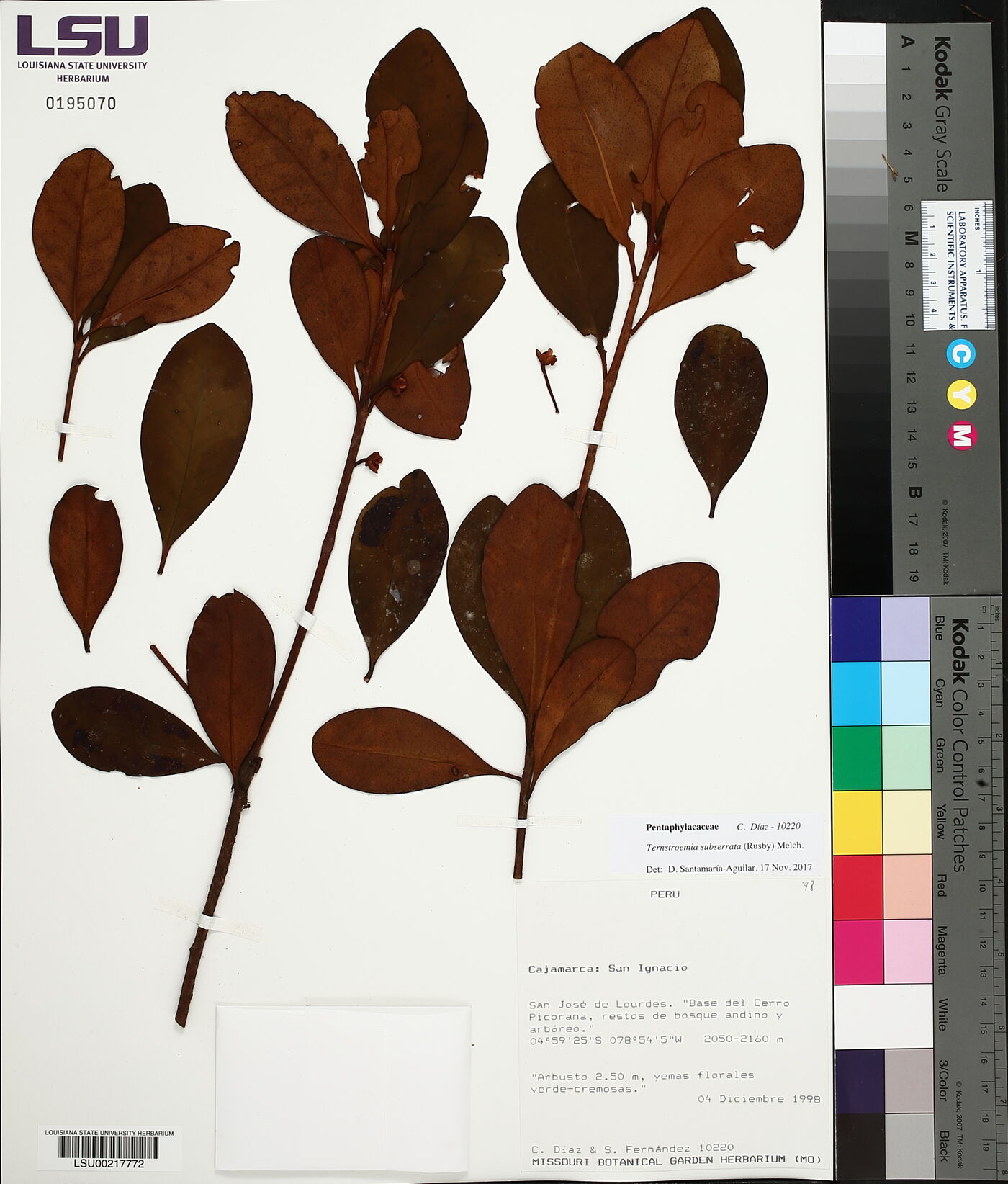 Ternstroemia subserrata image