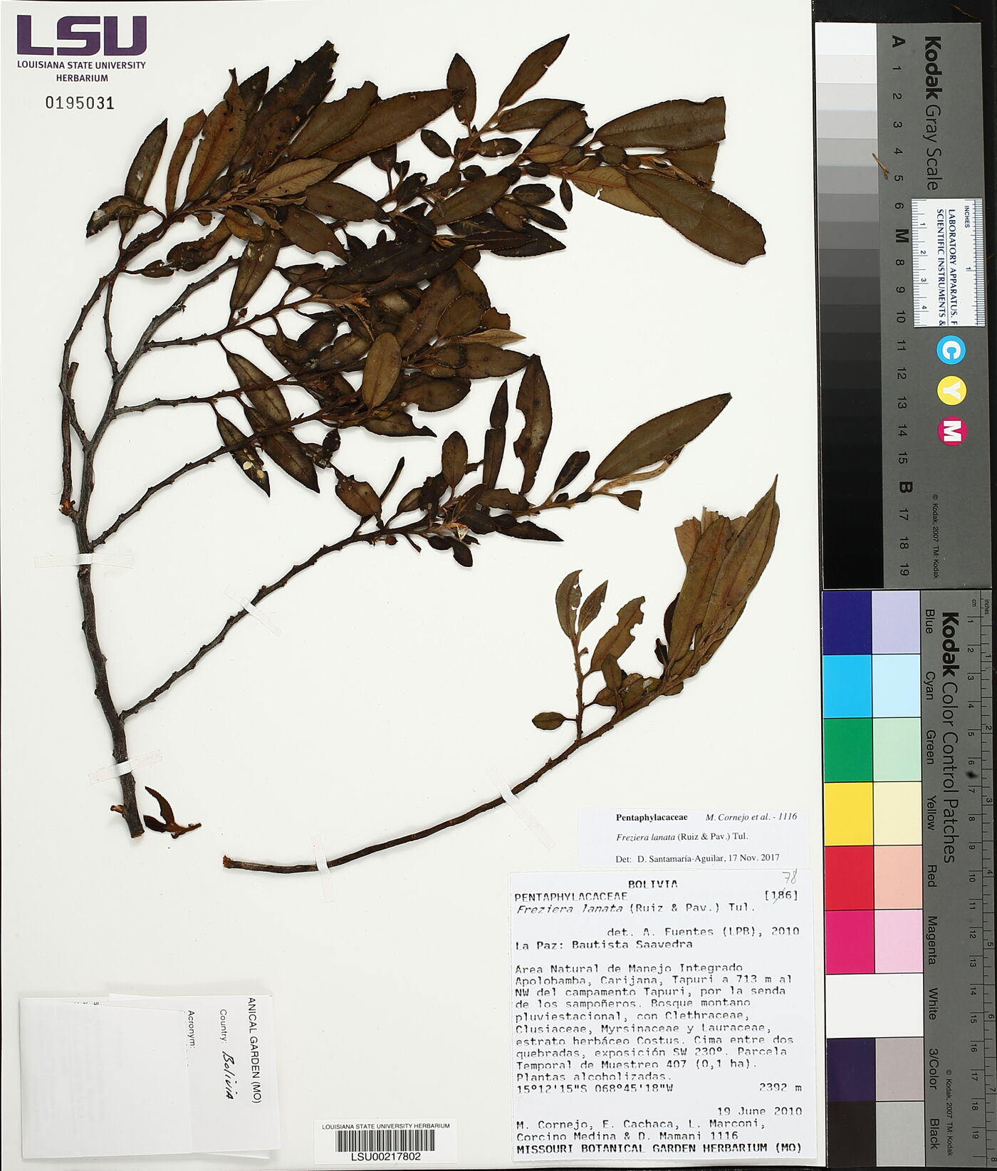 Freziera lanata image