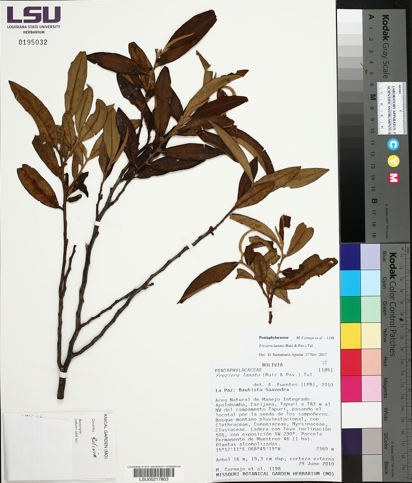 Freziera lanata image
