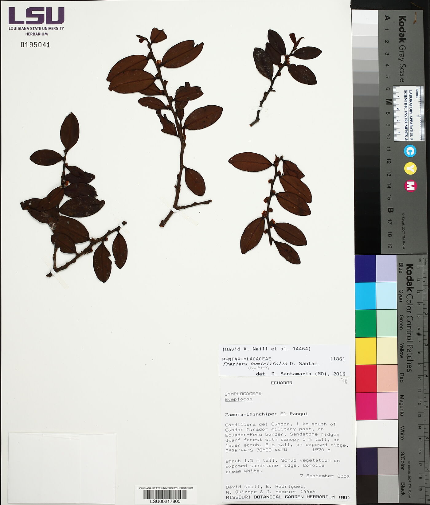 Freziera humiriifolia image