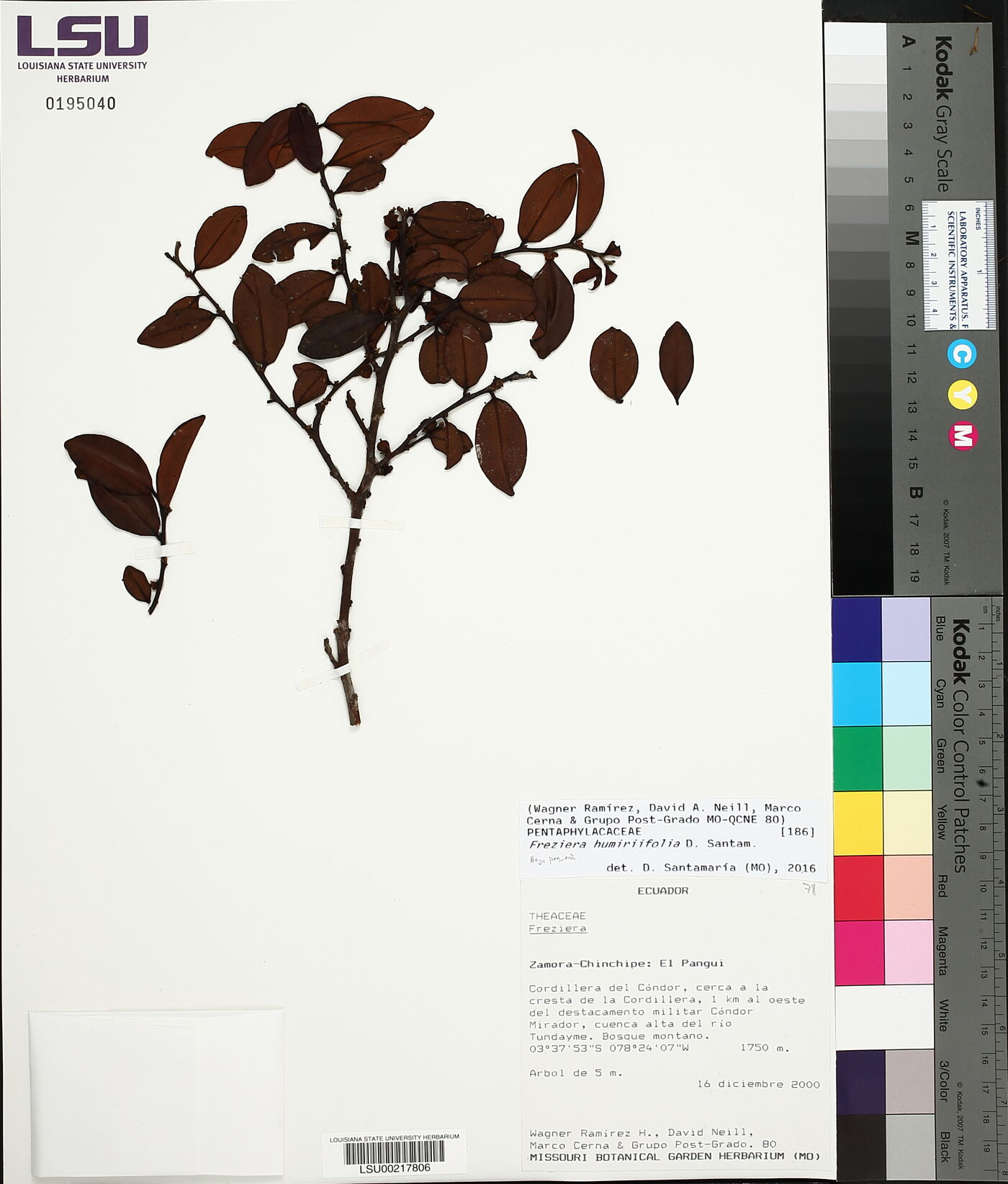 Freziera humiriifolia image