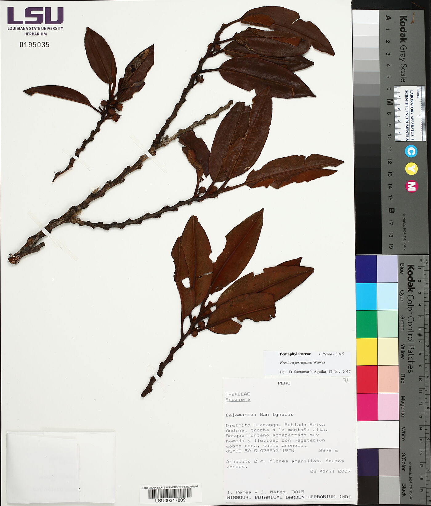 Freziera ferruginea image