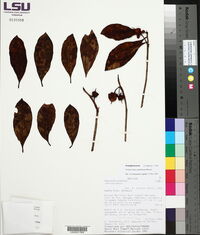 Ternstroemia candolleana image