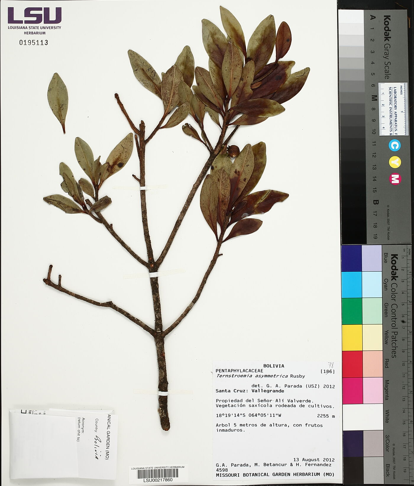 Ternstroemia asymmetrica image